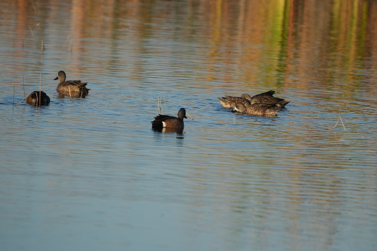 Blue-winged Teal - ML646046824