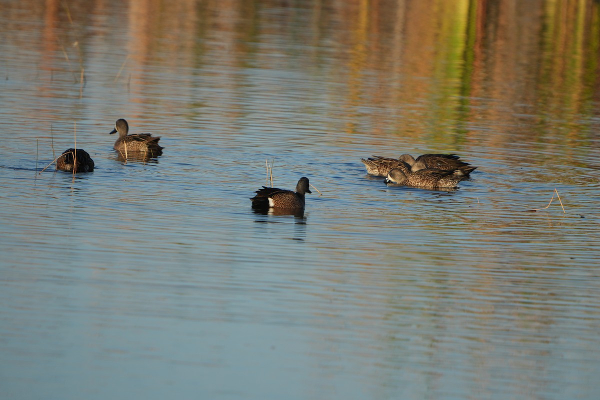 Blue-winged Teal - ML646046825