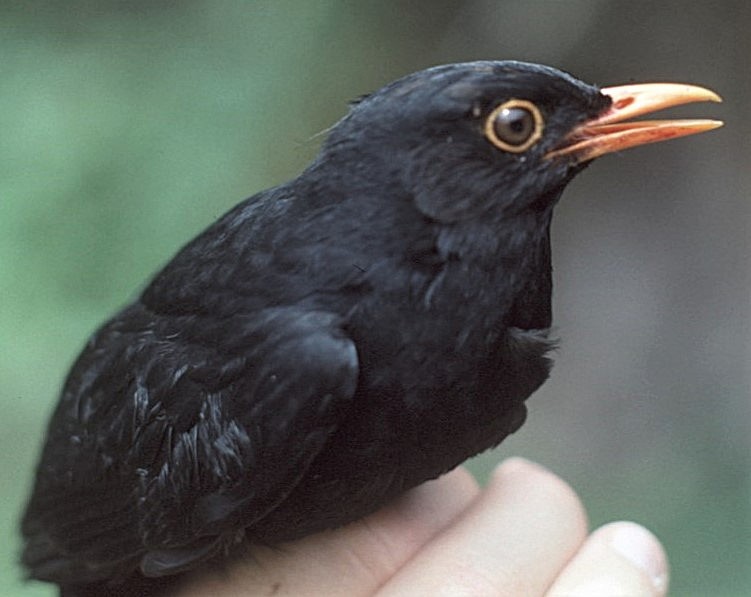 Glossy-black Thrush - ML646046827
