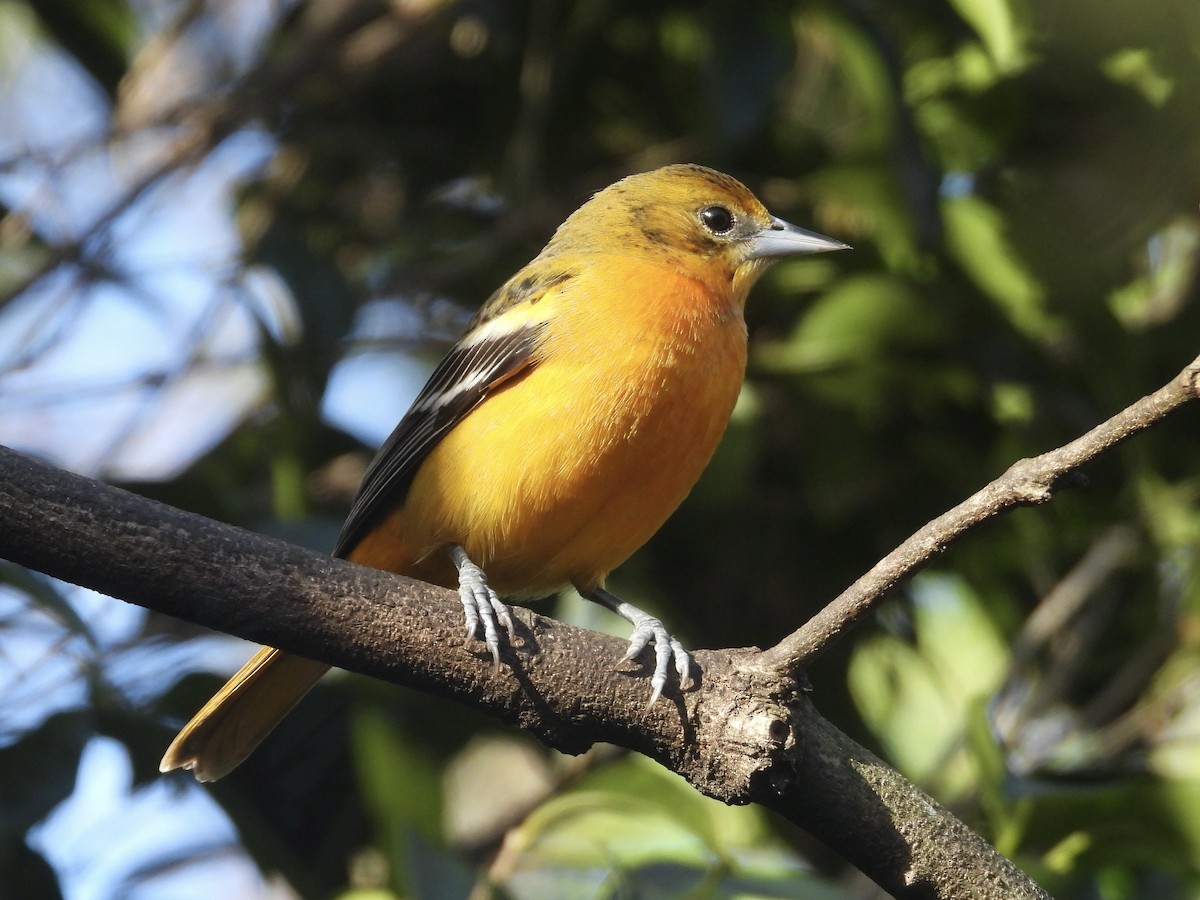 ボルチモアムクドリモドキ - ML646046830