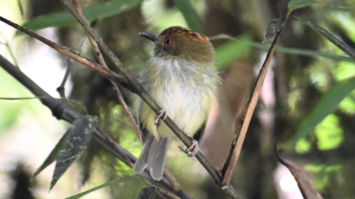 Scale-crested Pygmy-Tyrant - ML646046837