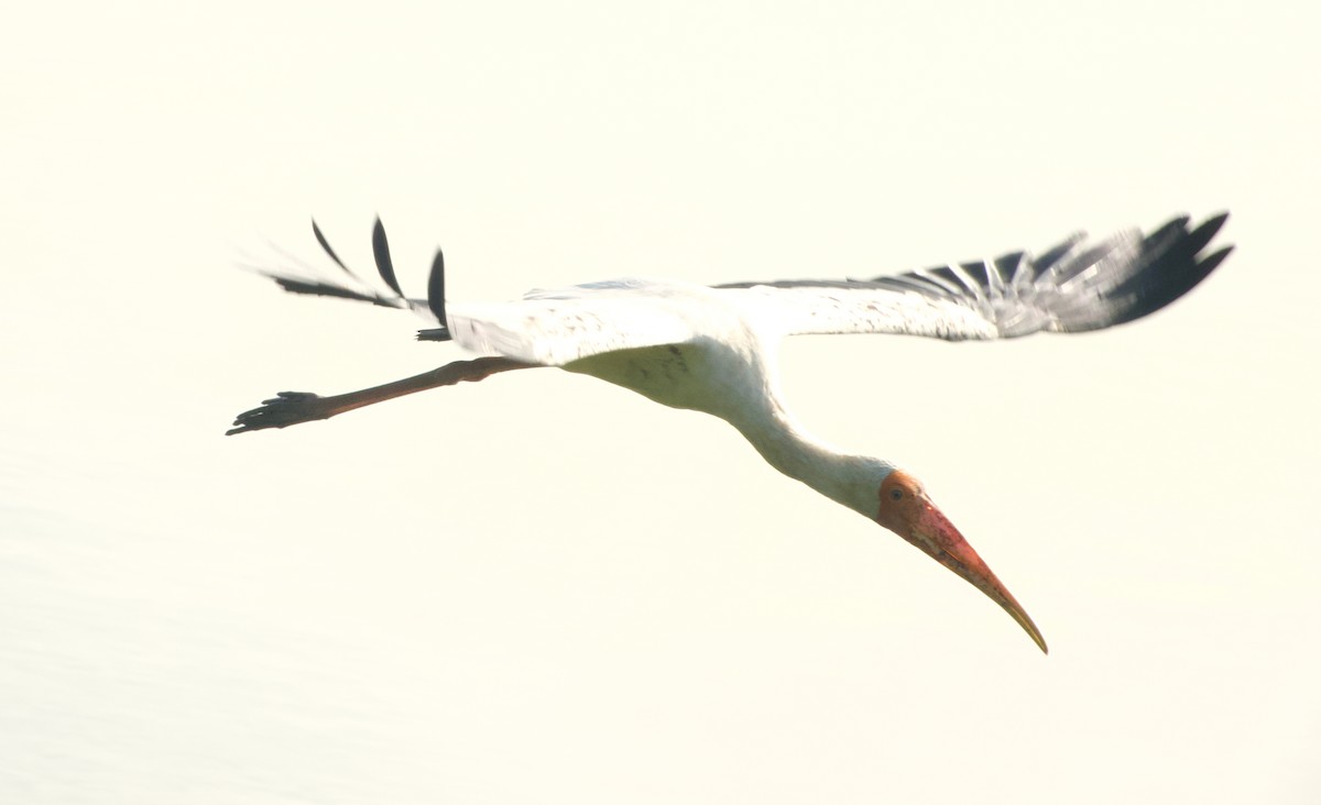 Painted Stork - ML646046838