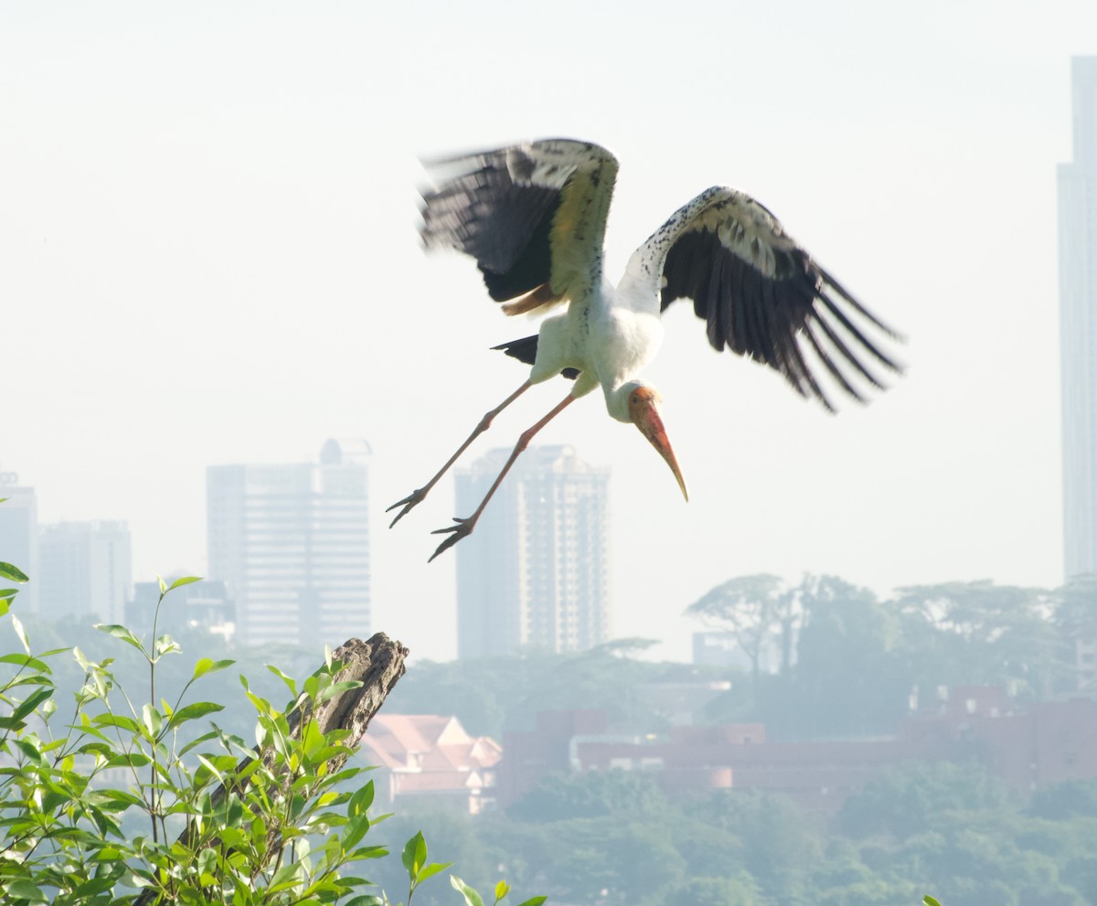 Painted Stork - ML646046839