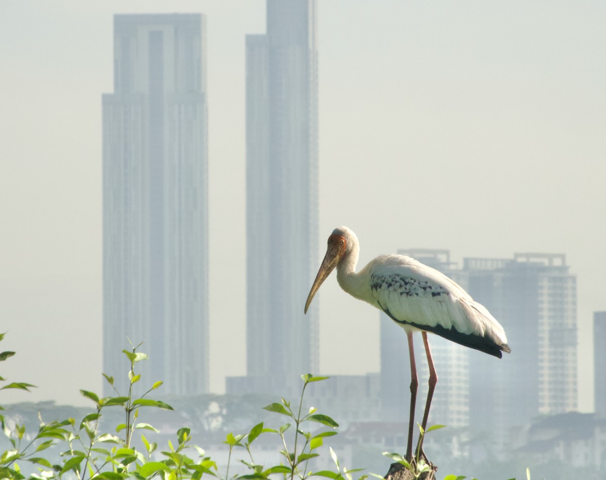 Painted Stork - ML646046840