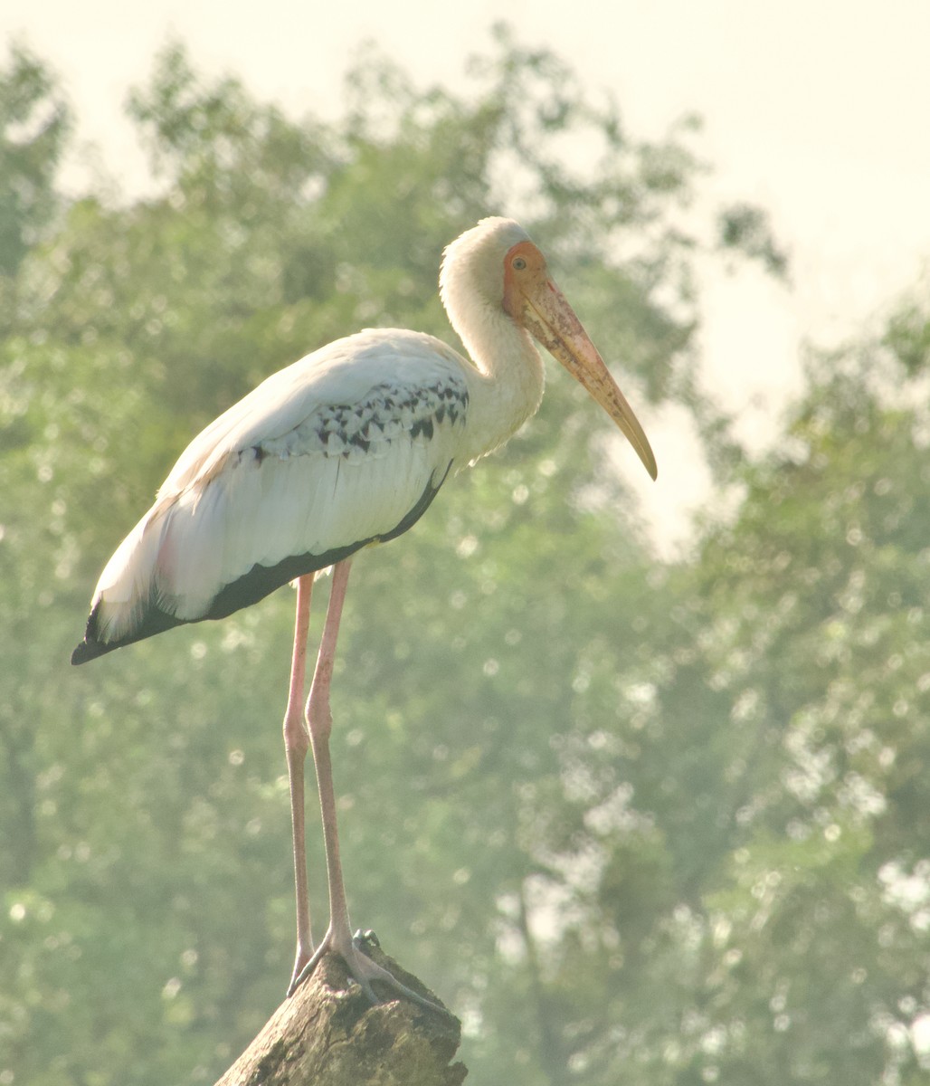 Painted Stork - ML646046841