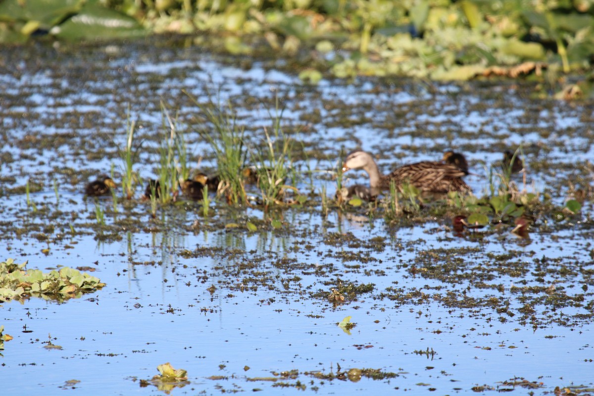 Mottled Duck - ML646046843