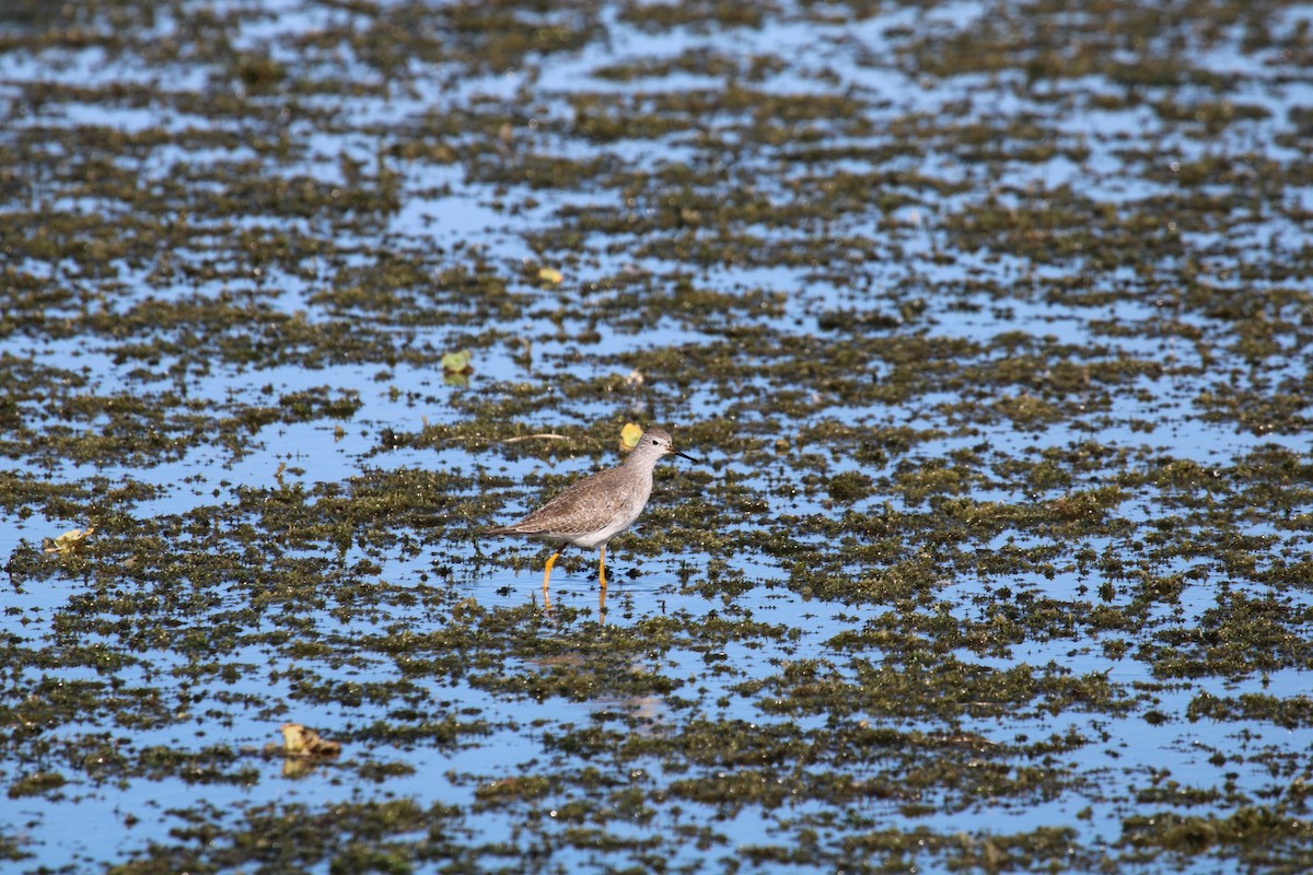 Lesser Yellowlegs - ML646046849