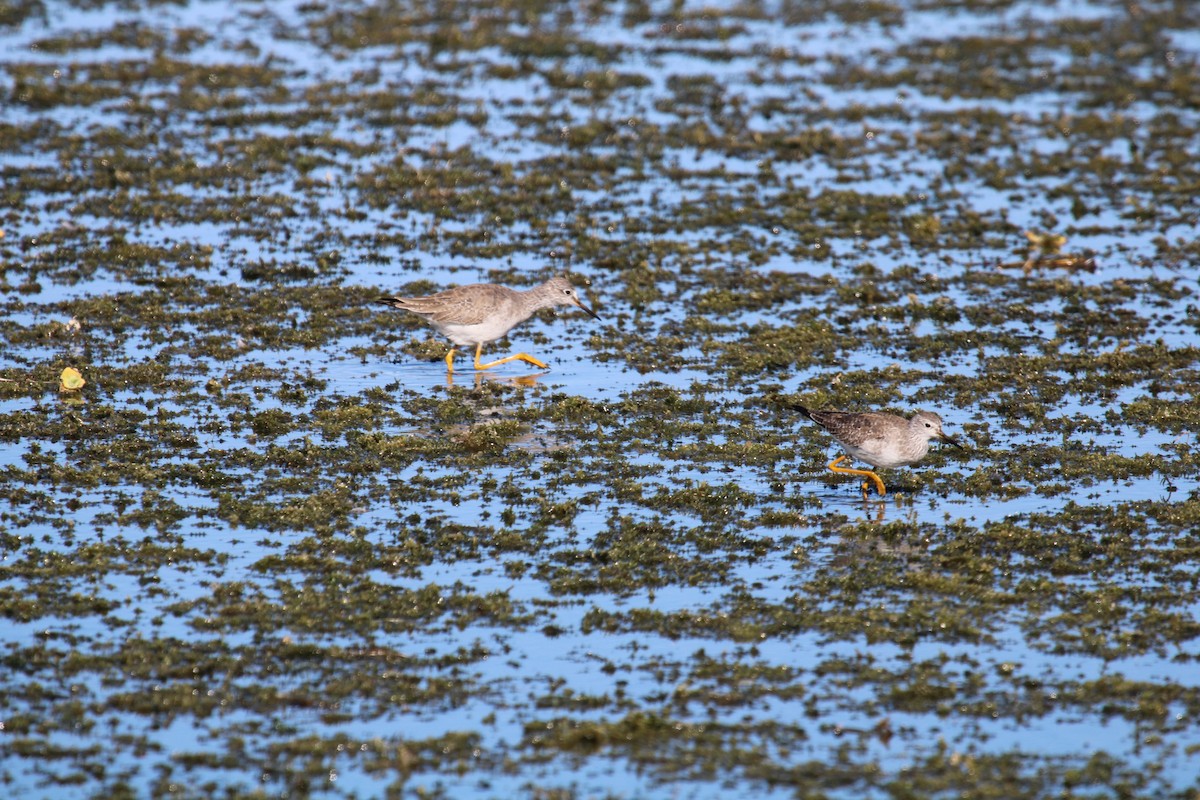 Lesser Yellowlegs - ML646046852