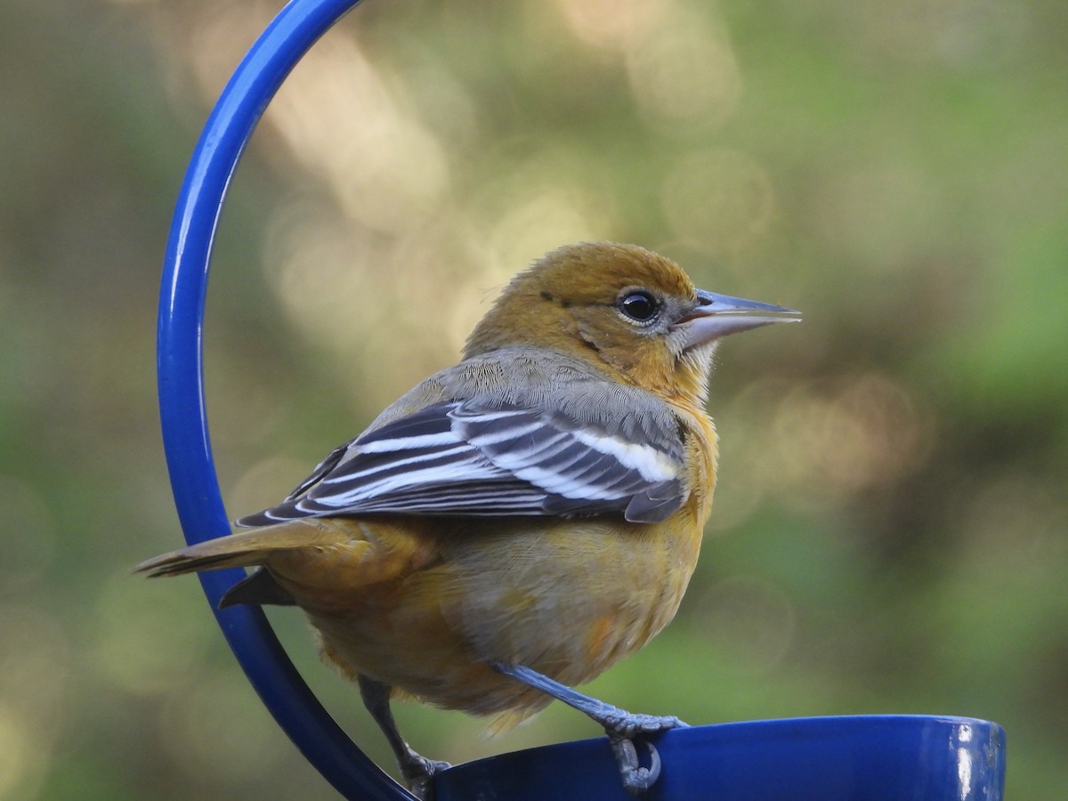 ボルチモアムクドリモドキ - ML646046854