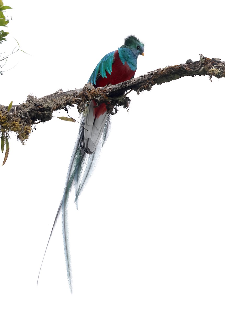 Resplendent Quetzal - ML646046856
