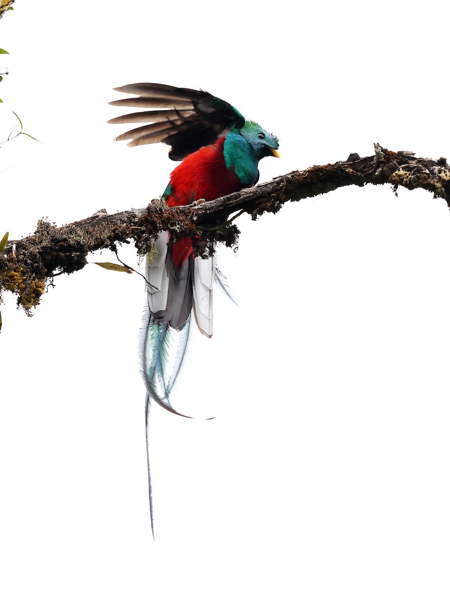 Resplendent Quetzal - ML646046857