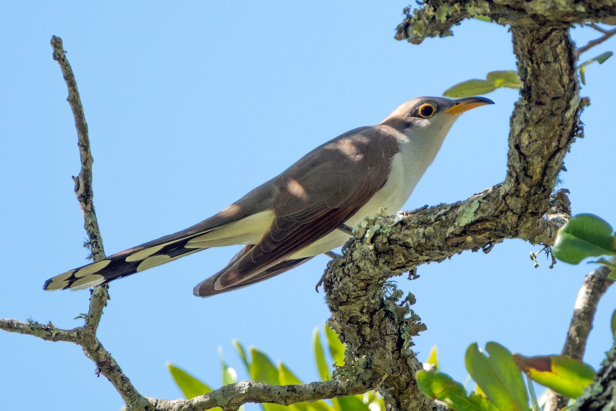 Yellow-billed Cuckoo - ML646046859