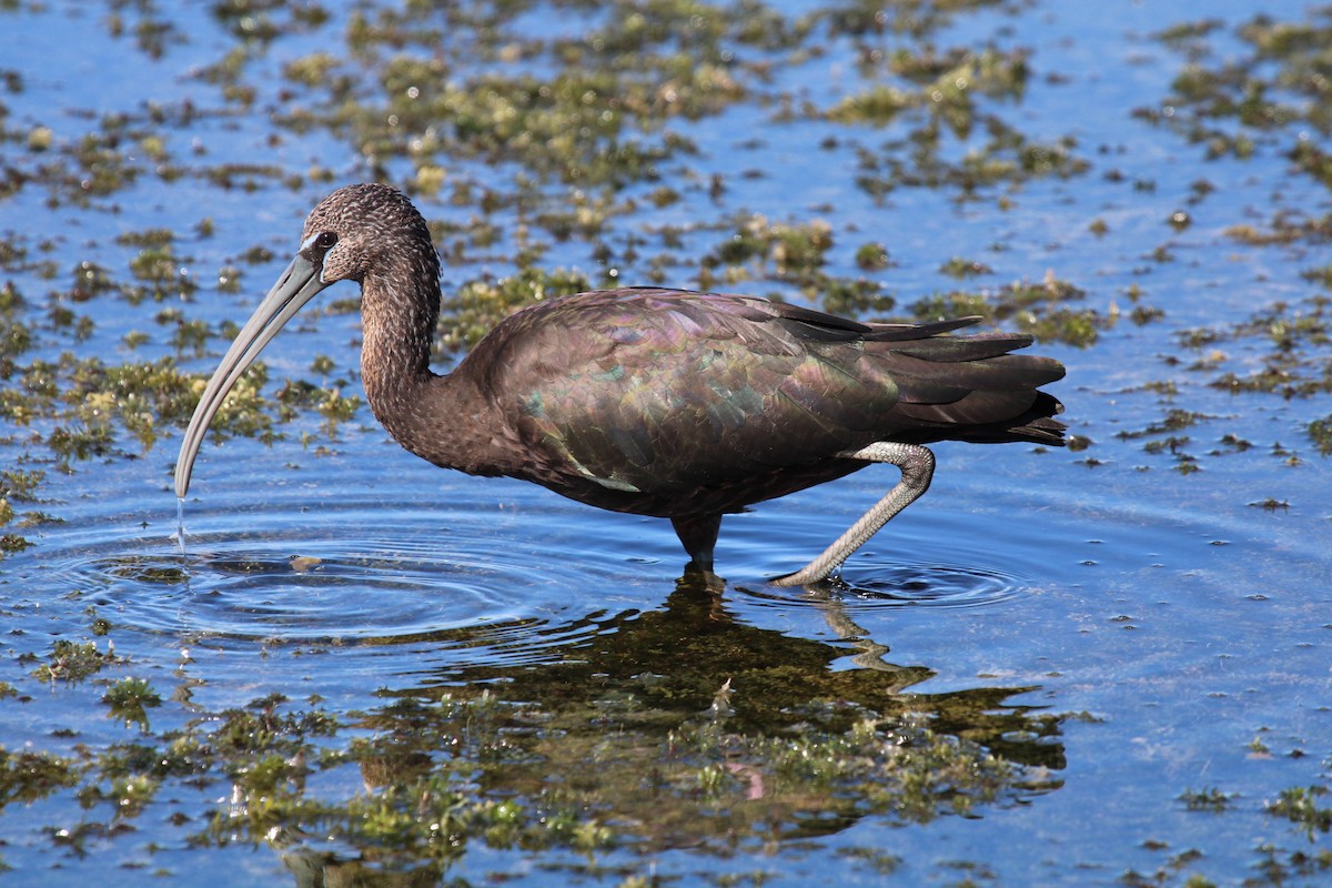 Glossy Ibis - ML646046861