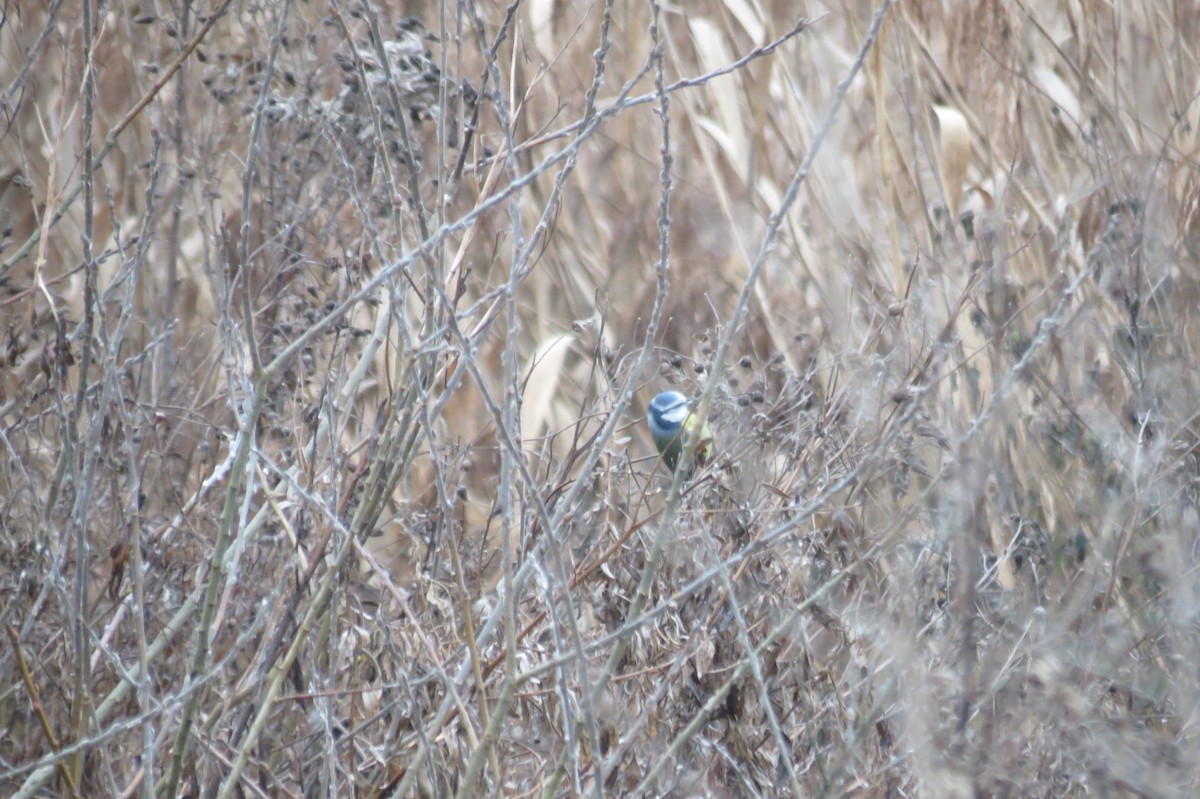 Herrerillo Común - ML646046873