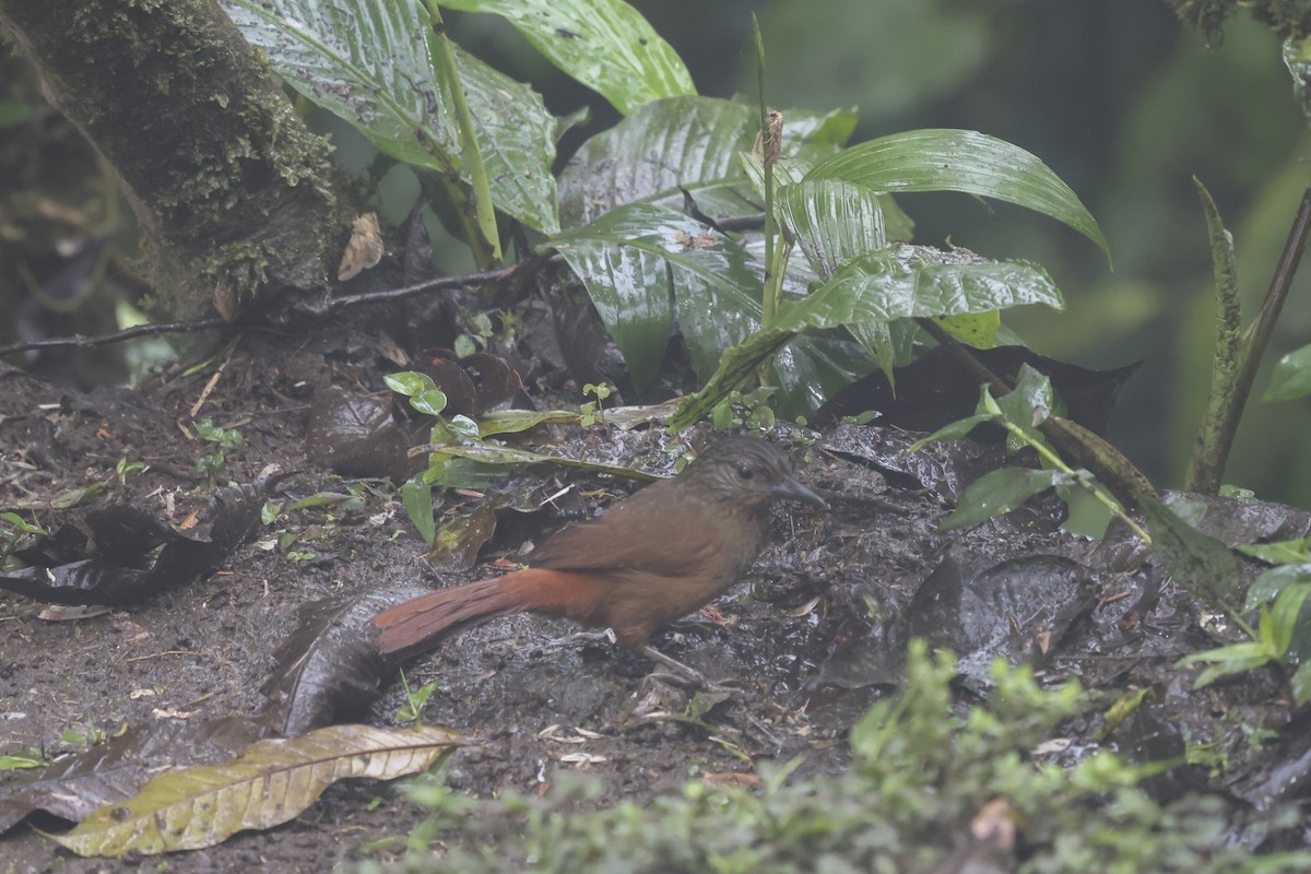 Anabate à tête striée - ML646046874