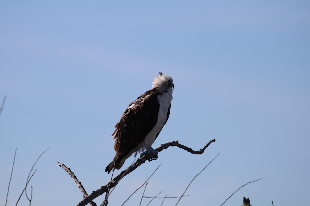 Osprey - ML646046875