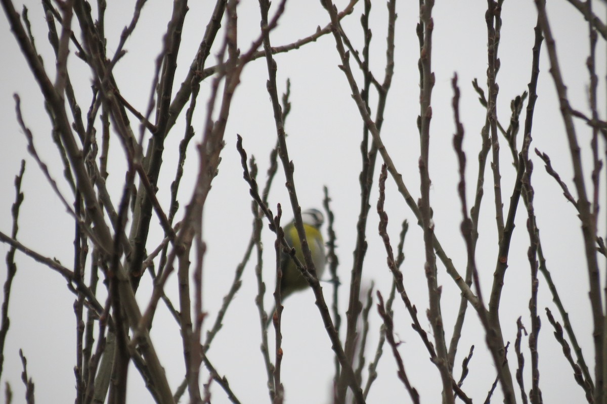 Herrerillo Común - ML646046876