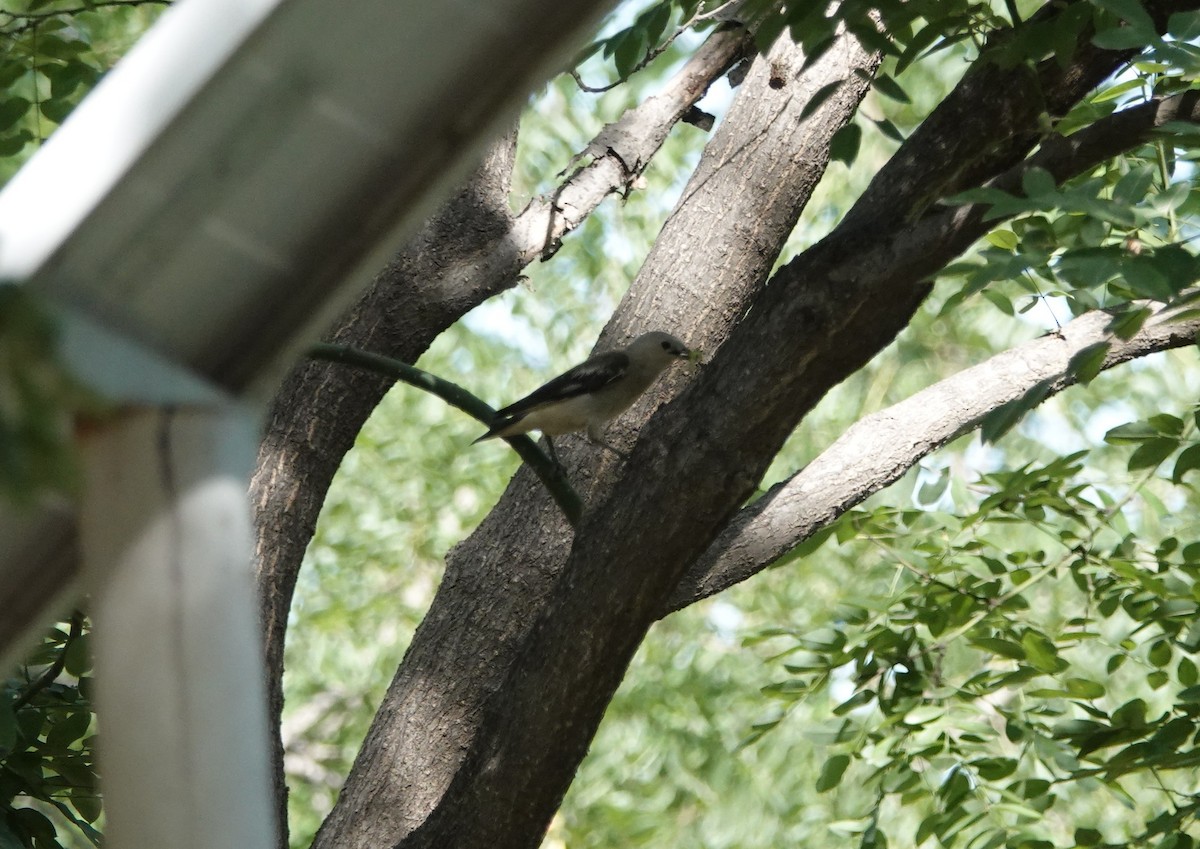 Daurian Starling - ML646046884