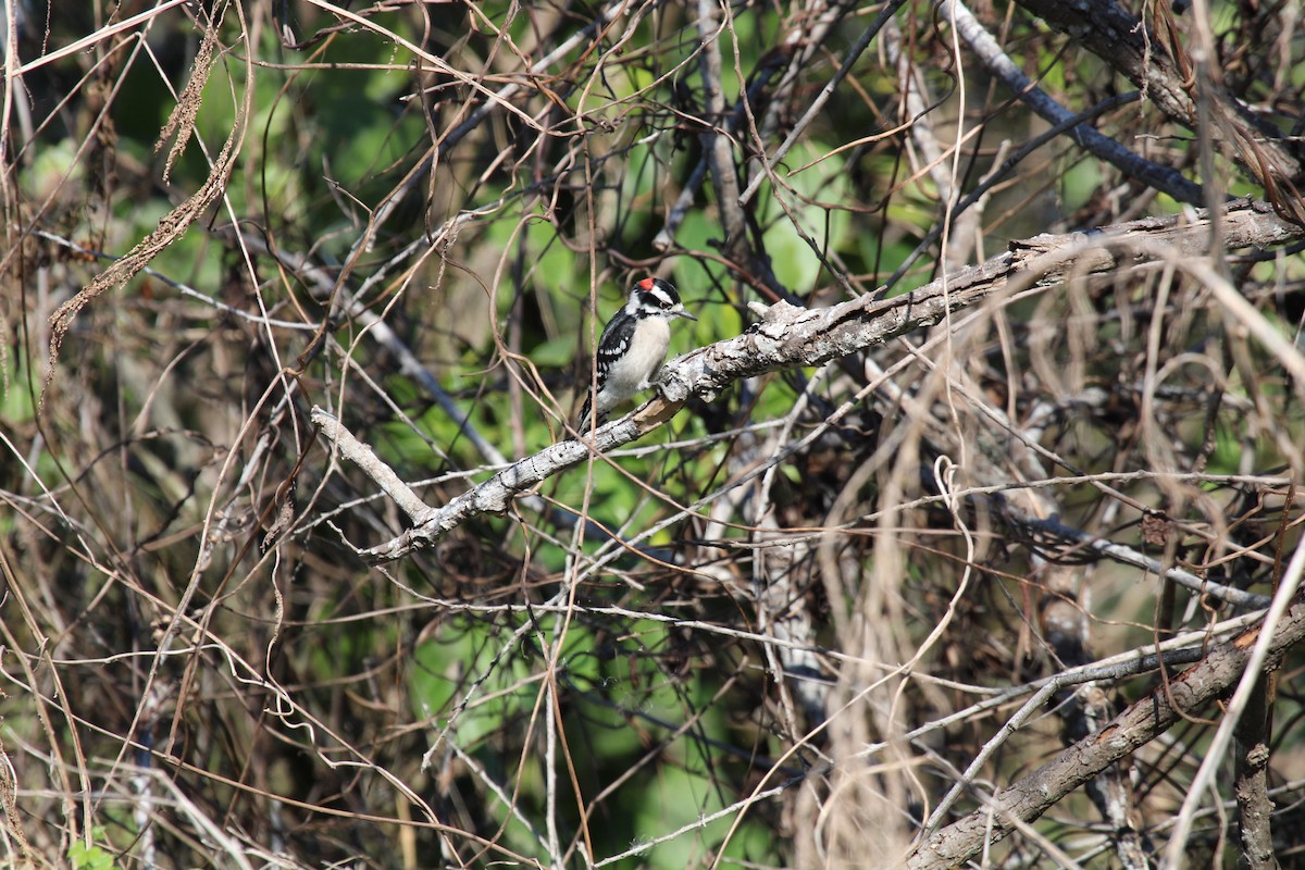 Downy Woodpecker - ML646046887