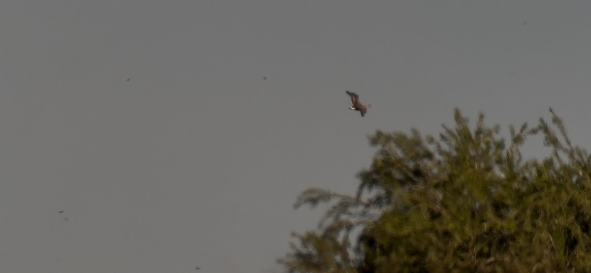 Greater White-fronted Goose - ML646046888