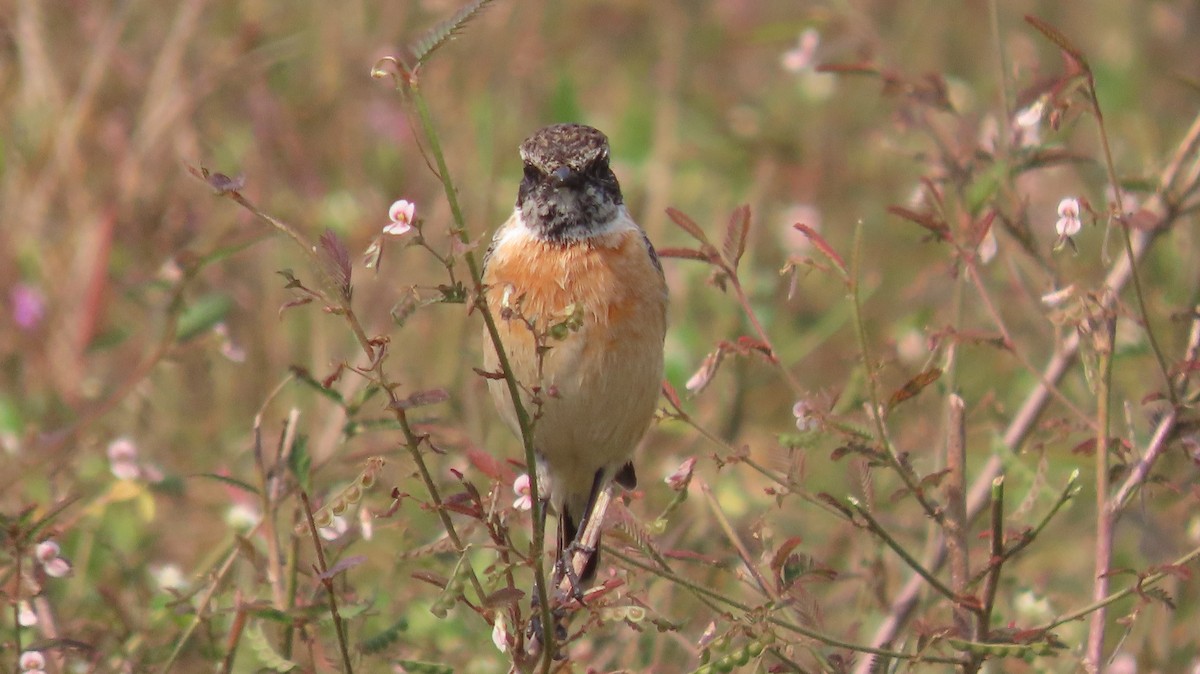 bramborníček sibiřský - ML646046889