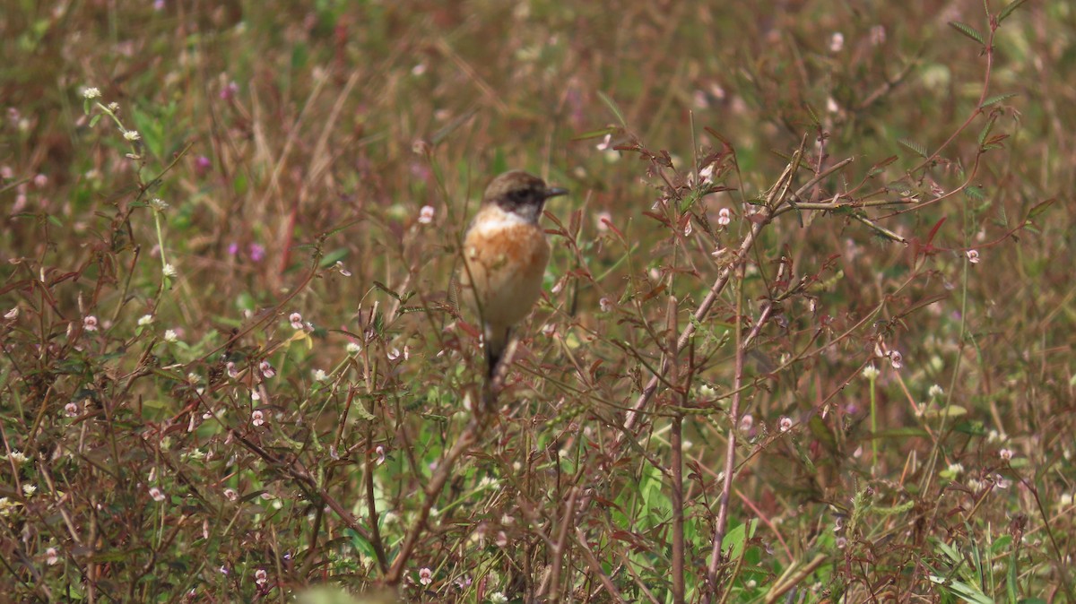 bramborníček sibiřský - ML646046890