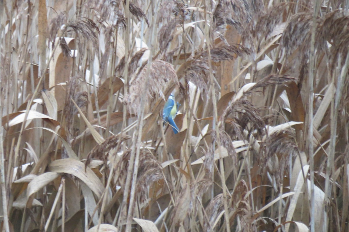 Herrerillo Común - ML646046897