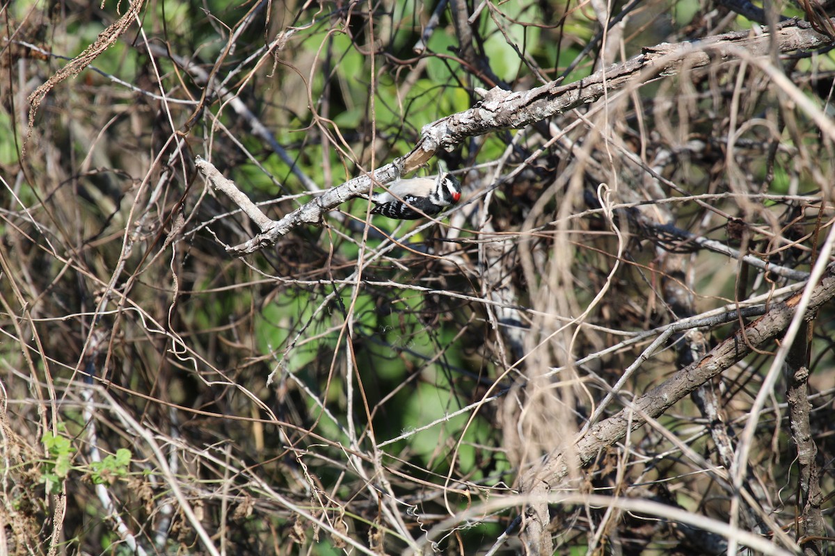 Downy Woodpecker - ML646046900
