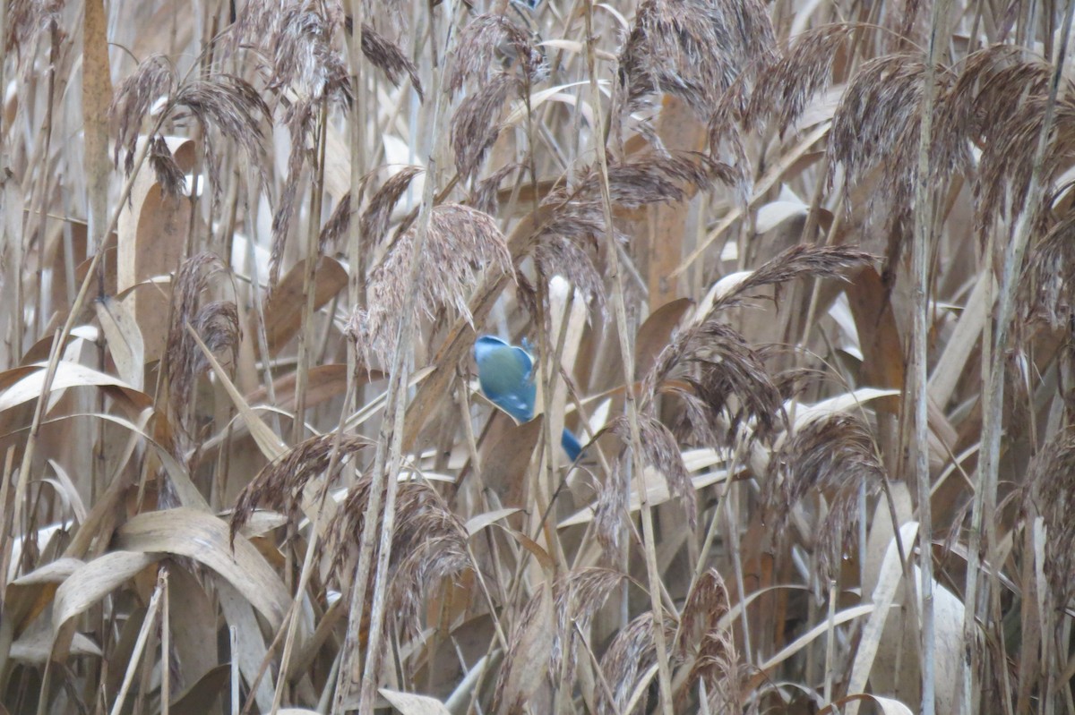 Herrerillo Común - ML646046908