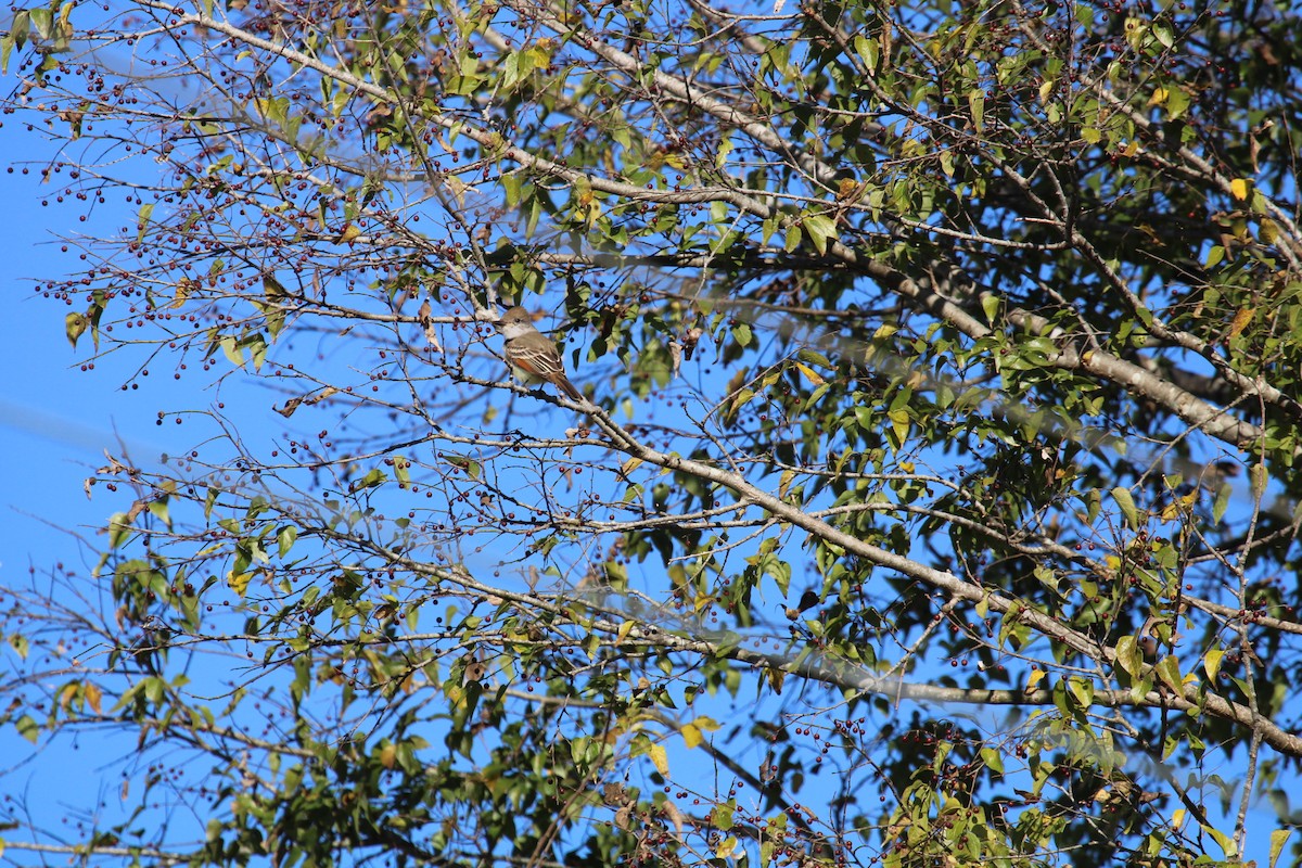 Ash-throated Flycatcher - ML646046910