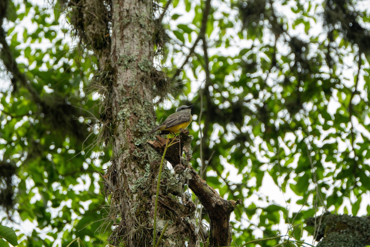 Tropical Kingbird - ML646046911
