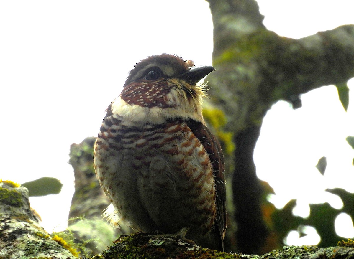 Short-legged Ground-Roller - ML646046914