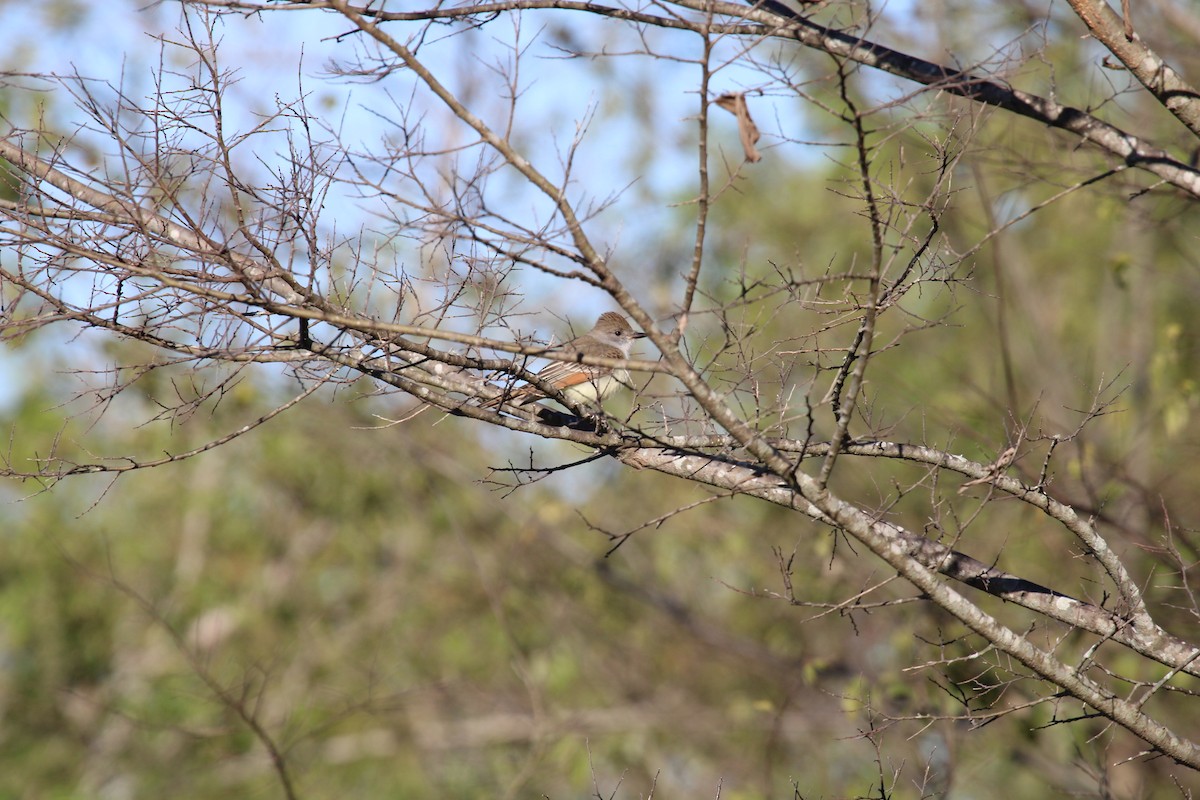 Ash-throated Flycatcher - ML646046915