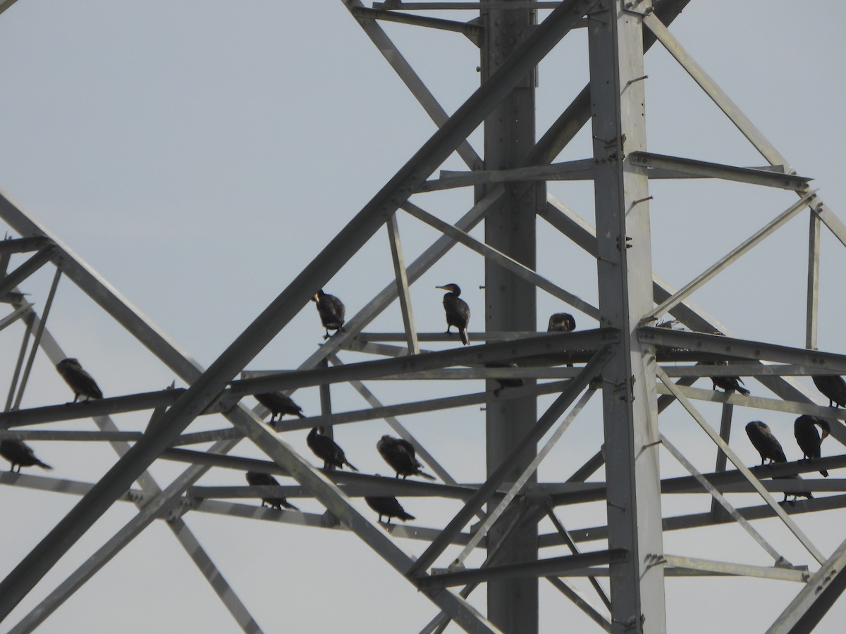 Great Cormorant - ML646046919