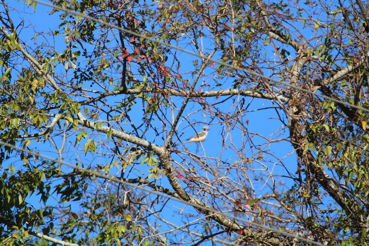 Scissor-tailed Flycatcher - ML646046926