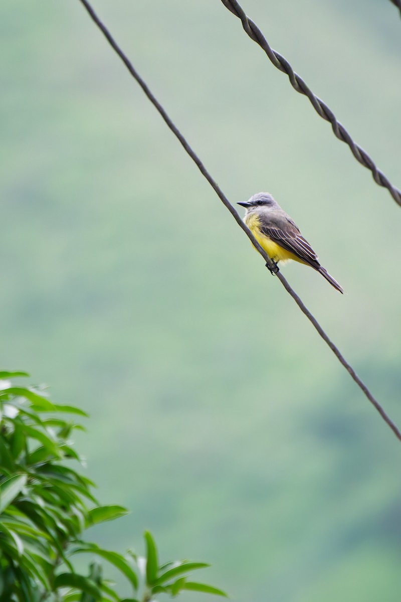 Tropical Kingbird - ML646046928