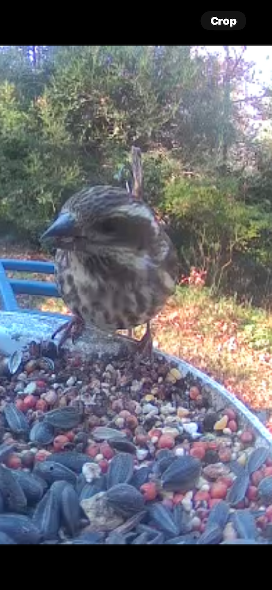 Чечевиця кармінова - ML646046933