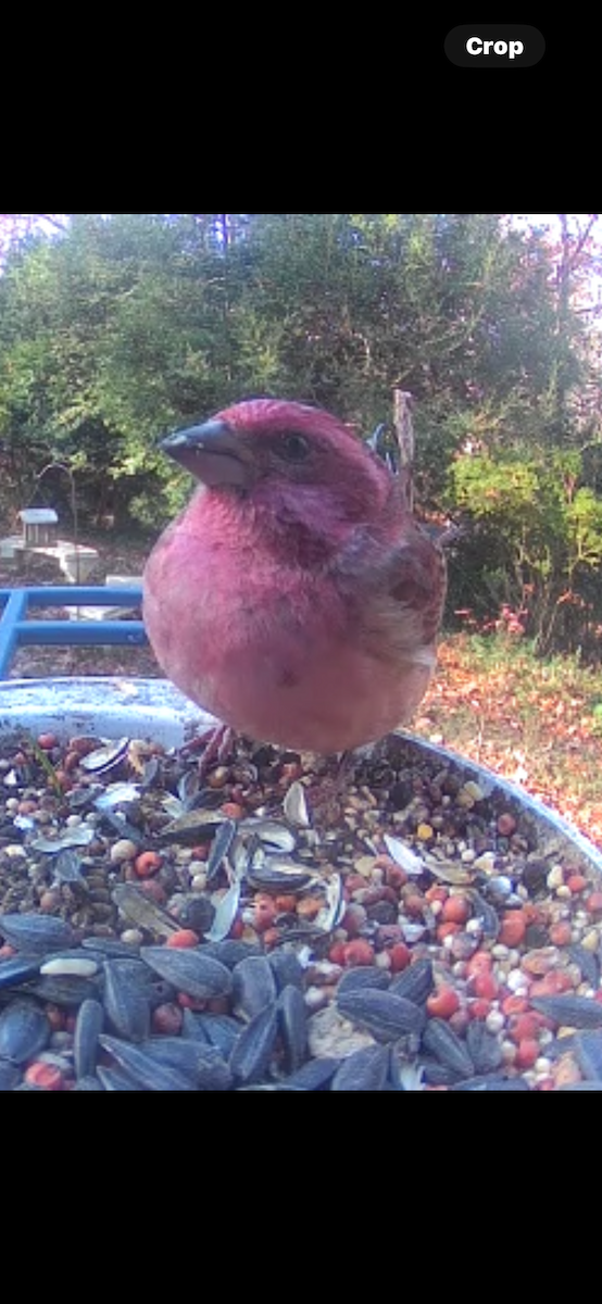 Чечевиця кармінова - ML646046934