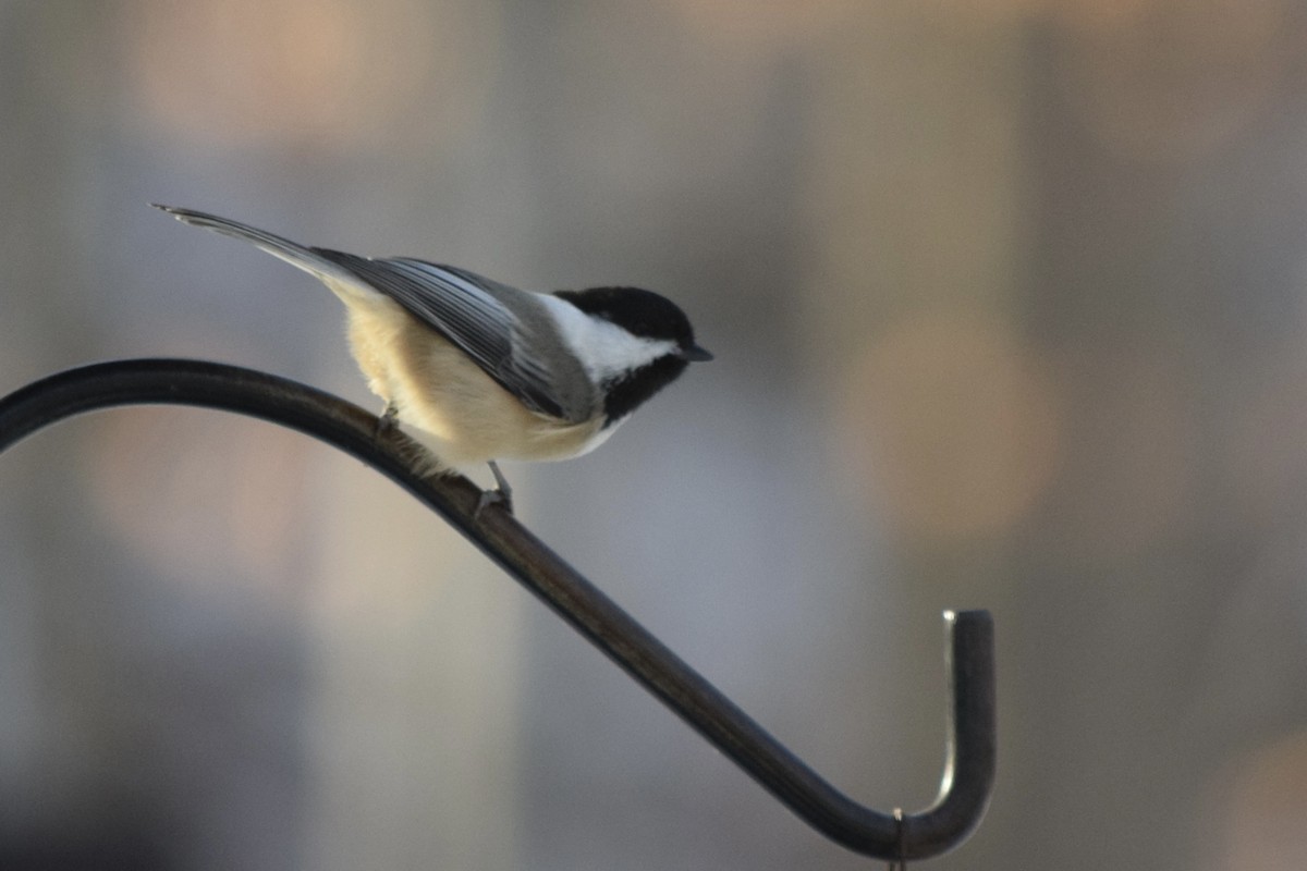 Black-capped Chickadee - ML646046941