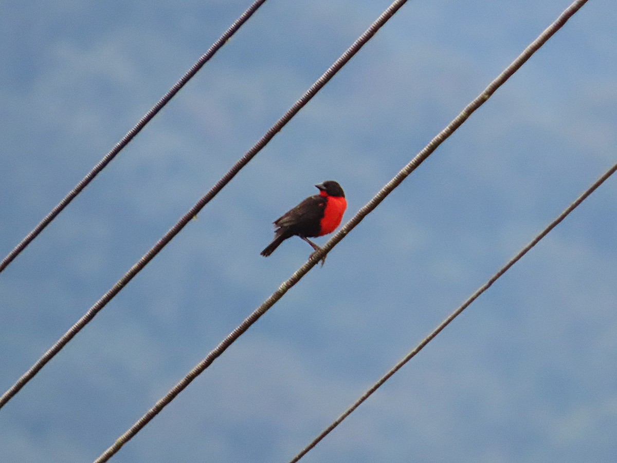 Red-breasted Meadowlark - ML646046942