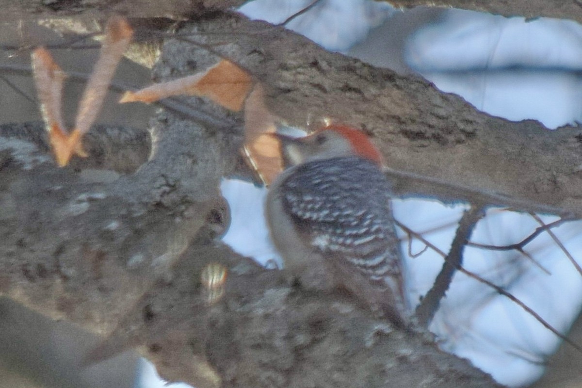 Red-bellied Woodpecker - ML646046947