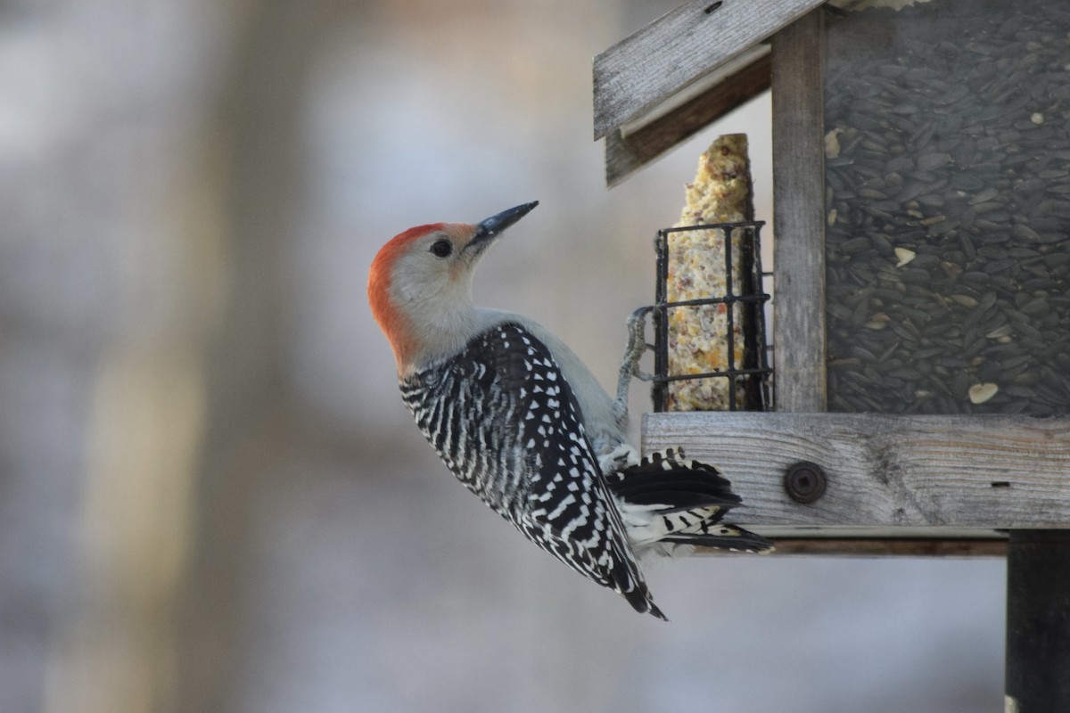Red-bellied Woodpecker - ML646046948