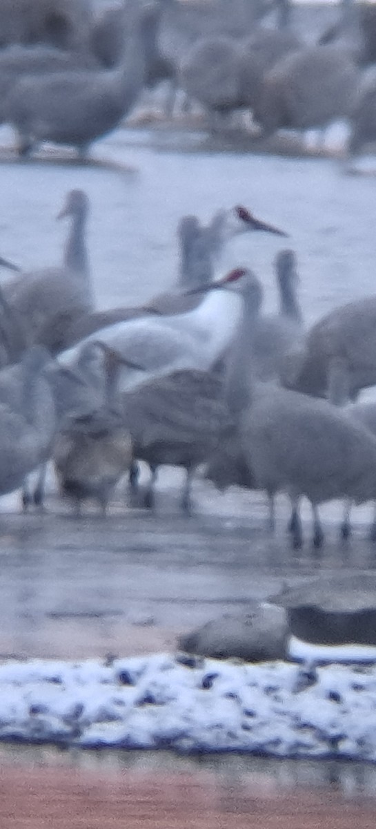 Sandhill x Whooping Crane (hybrid) - ML646046956