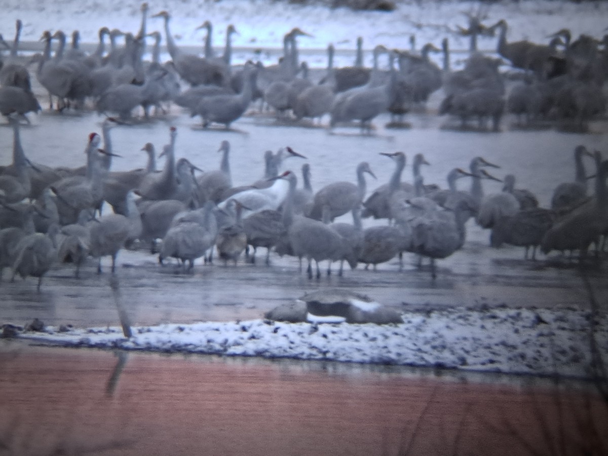 Sandhill x Whooping Crane (hybrid) - ML646046958