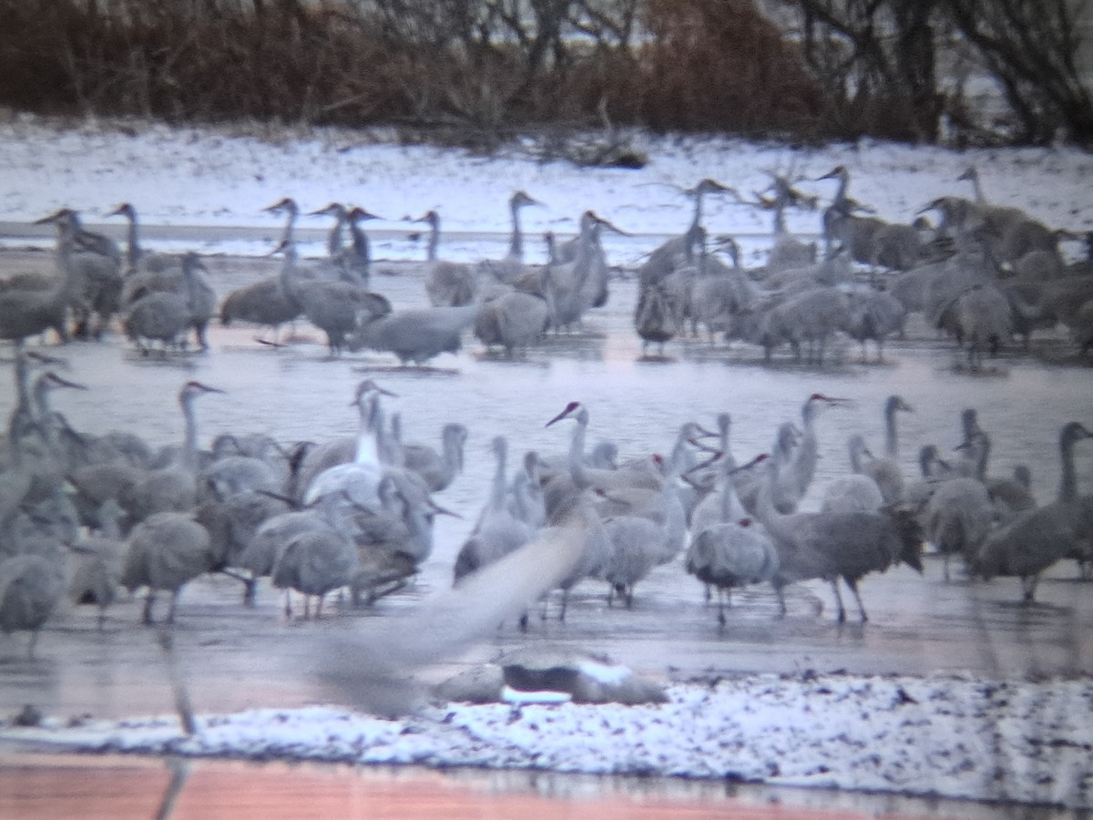 Sandhill x Whooping Crane (hybrid) - ML646046960