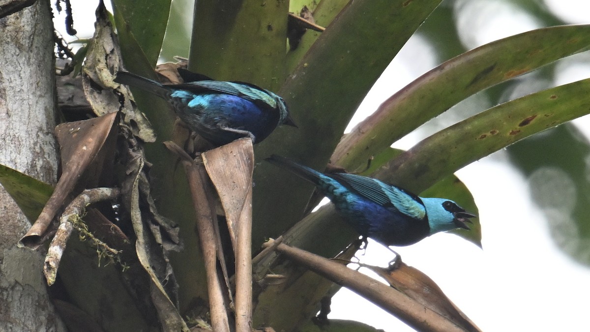 Танагра блакитношия - ML646046963