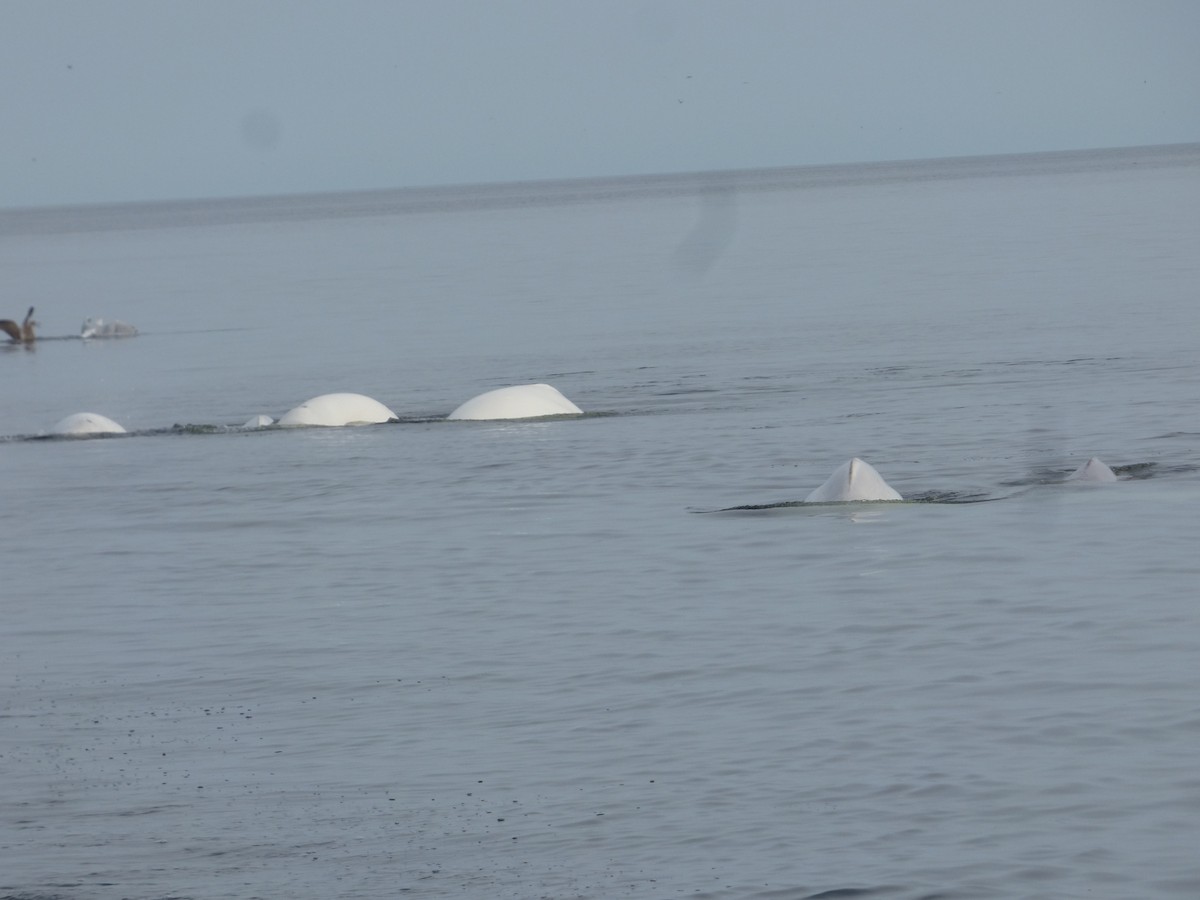 Beluga - ML646046966