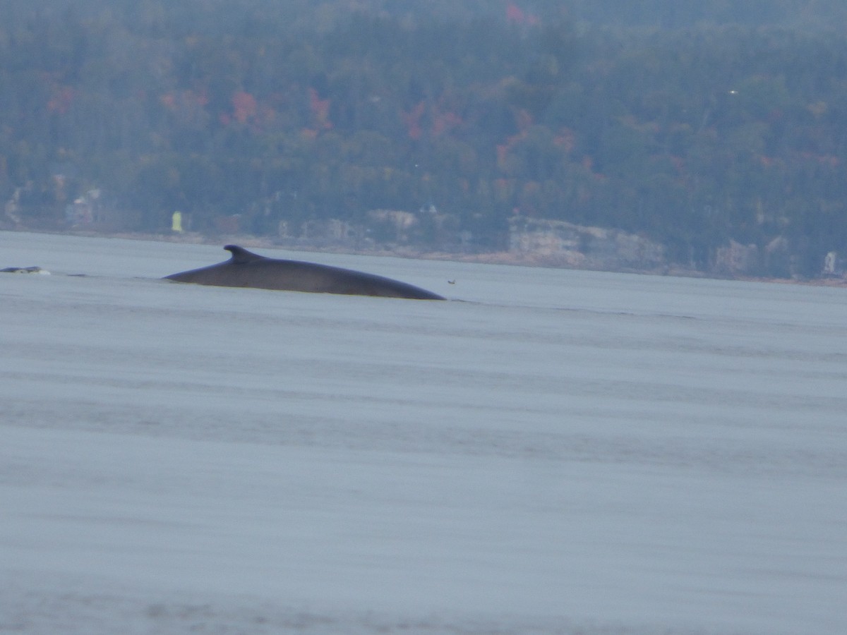 Mammals - ML646046967