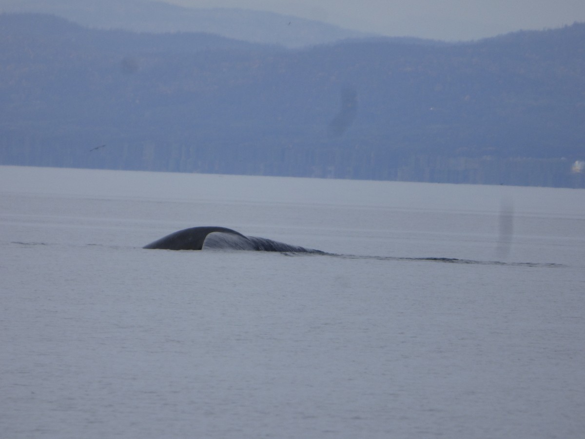 Mammals - ML646046968