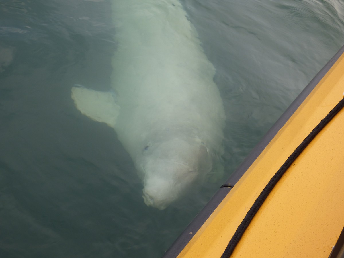 Beluga - ML646046969